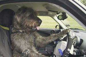 dogdriving